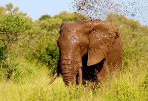 Elephant seen on a Addo Game Drive Experience