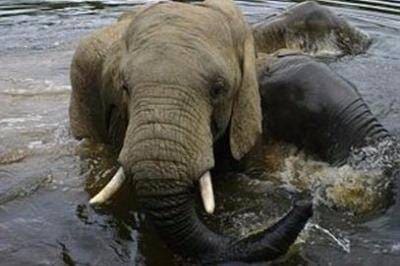 Elephant in Water
