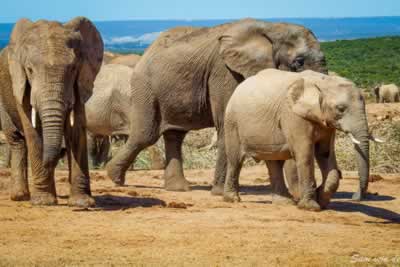 Elephants at Addo Elephant Park