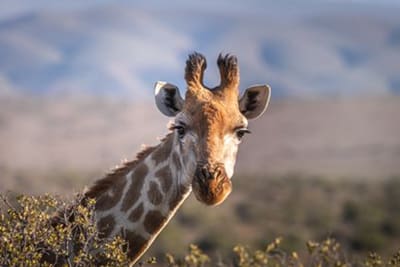 Giraffe